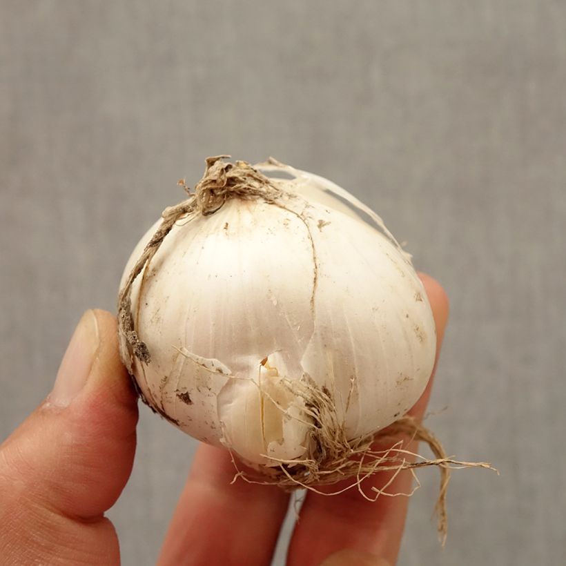 Example of Ail d'ornement - Allium Mount Everest Bulbe calibre 20+ as you get in automne