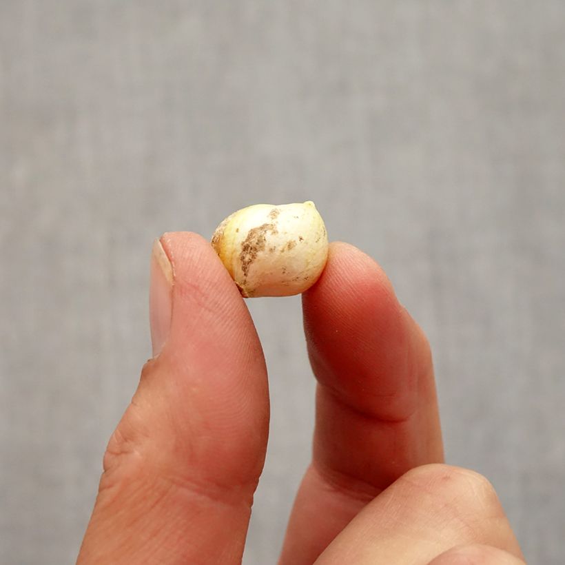 Spécimen de Ail d'ornement - Allium neapolitanum Bulbe calibre 4+ tel que livré en automne