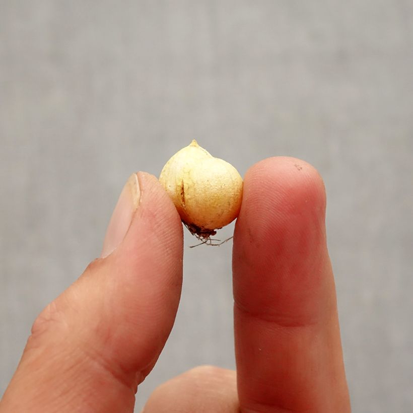 Example of Ail d'ornement - Allium neapolitanum Groupe Cowanii Bulbe calibre 5+ as you get in automne