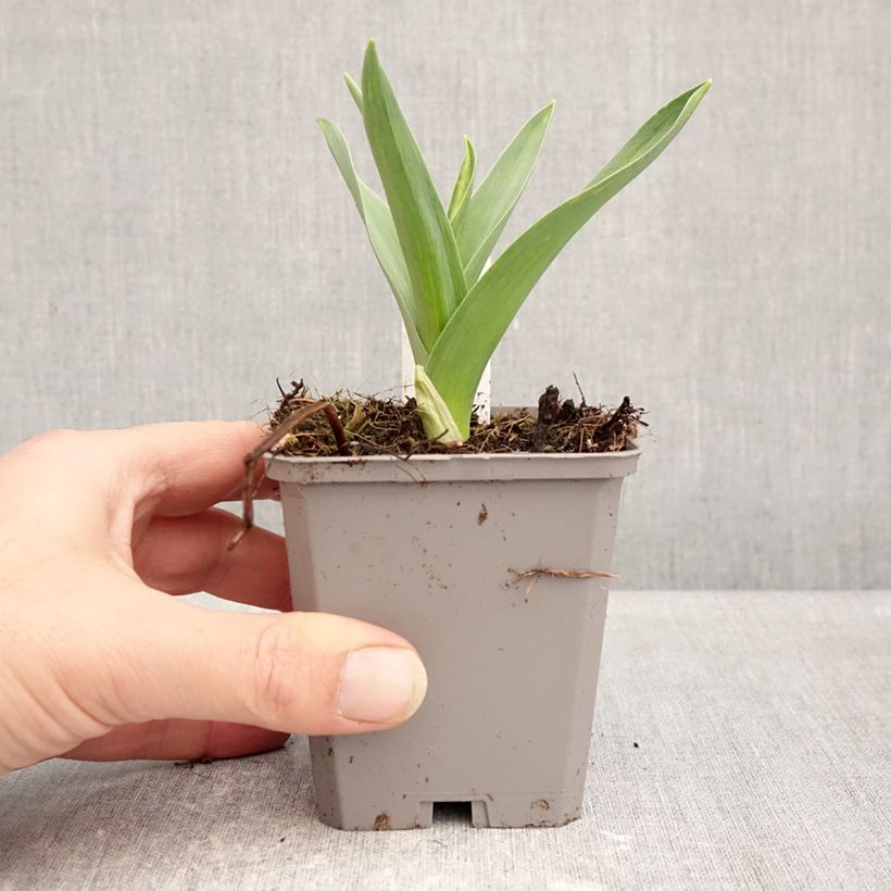 Example of Ail d'ornement - Allium nigrum ou multibulbosum Godet de 8/9 cm calibre 12+ as you get in hiver