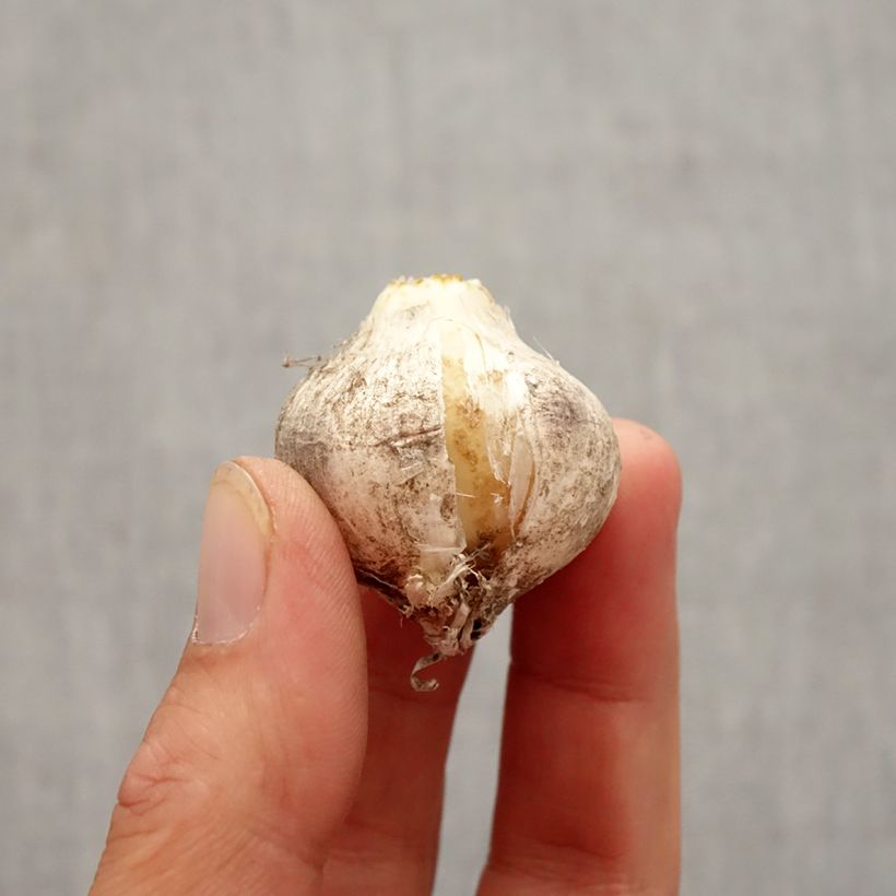 Spécimen de Ail d'ornement - Allium nigrum Pink Jewel Bulbe calibre 10+ tel que livré en automne