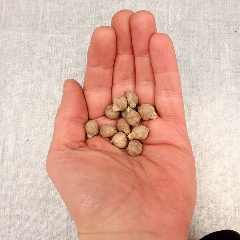 Spécimen de Ail d'ornement - Allium oreophilum Bulbe calibre 3 tel que livré au printemps