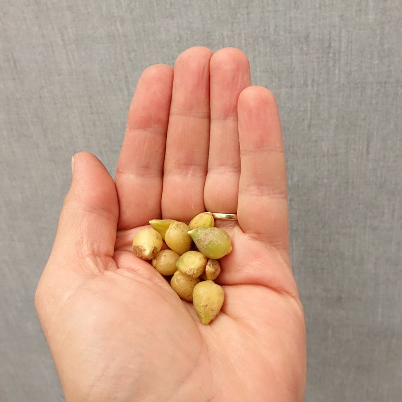 Spécimen de Ail d'ornement - Allium paradoxum var. normale Bulbe calibre I tel que livré en automne