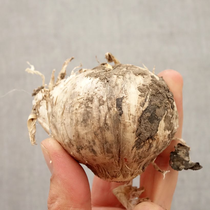 Example of Ail d'ornement - Allium Pinball Wizard Bulbe calibre 20+ as you get in automne