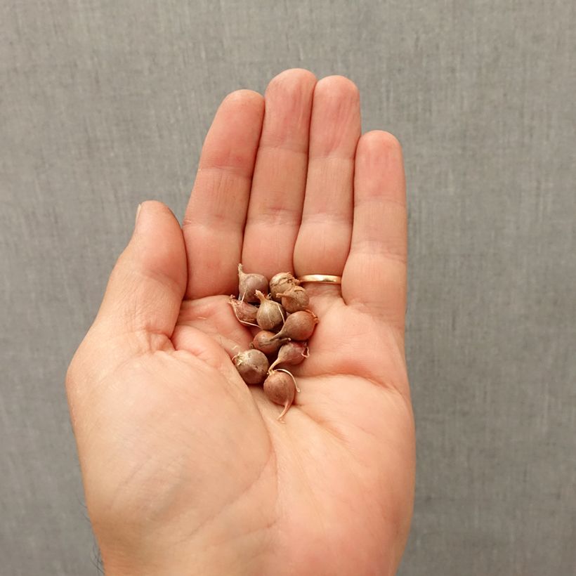 Example of Ail d'ornement - Allium rotundum subsp. jajlae Bulbe calibre I as you get in automne