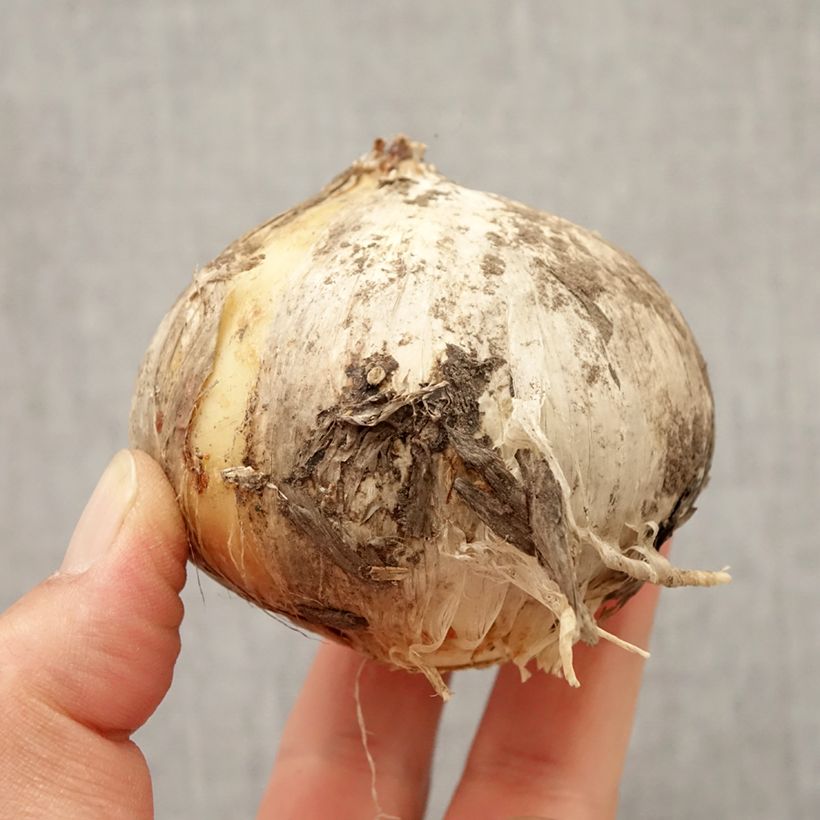 Example of Ail d'ornement - Allium Round and Purple Bulbe calibre 18/20 as you get in automne