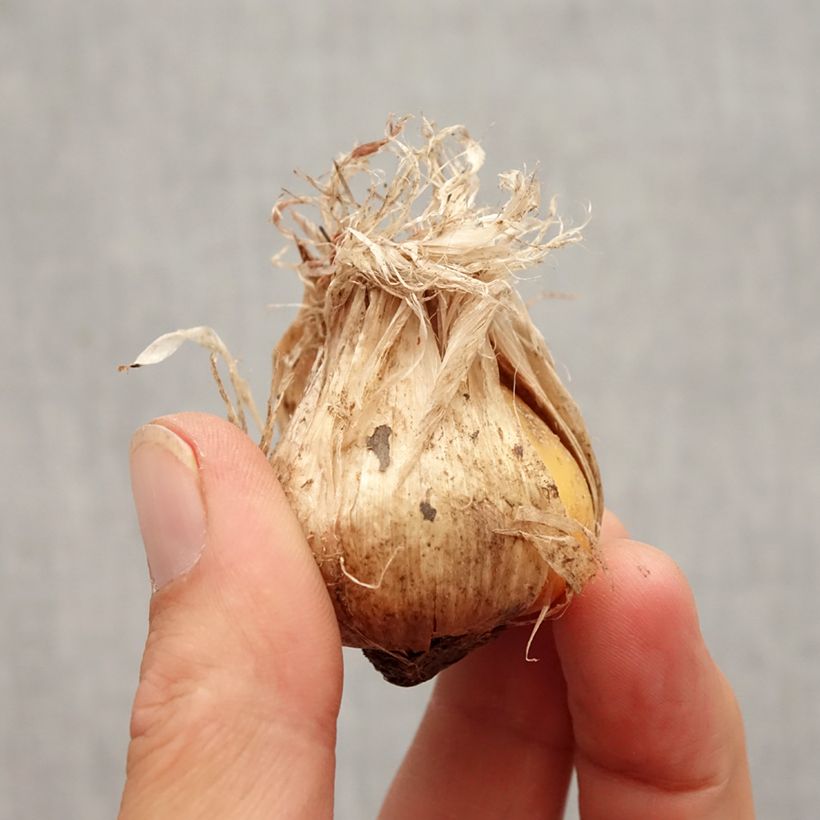 Example of Ail d'ornement - Allium schubertii Arctic Snow Bulbe calibre 12+ as you get in automne