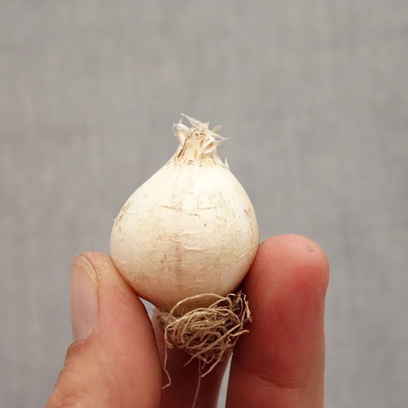 Example of Ail d'ornement - Allium schubertii Bulbe calibre 12+ as you get in automne