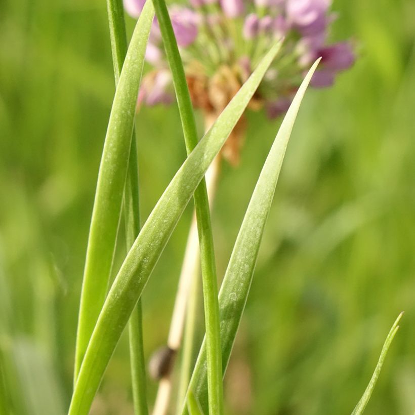 Ail d'ornement - Allium senescens Avatar (Foliage)