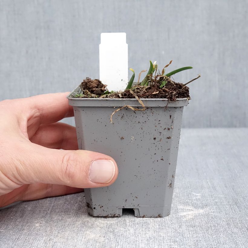 Example of Ail d'ornement - Allium senescens In Orbit Godet de 8/9 cm calibre I as you get in hiver