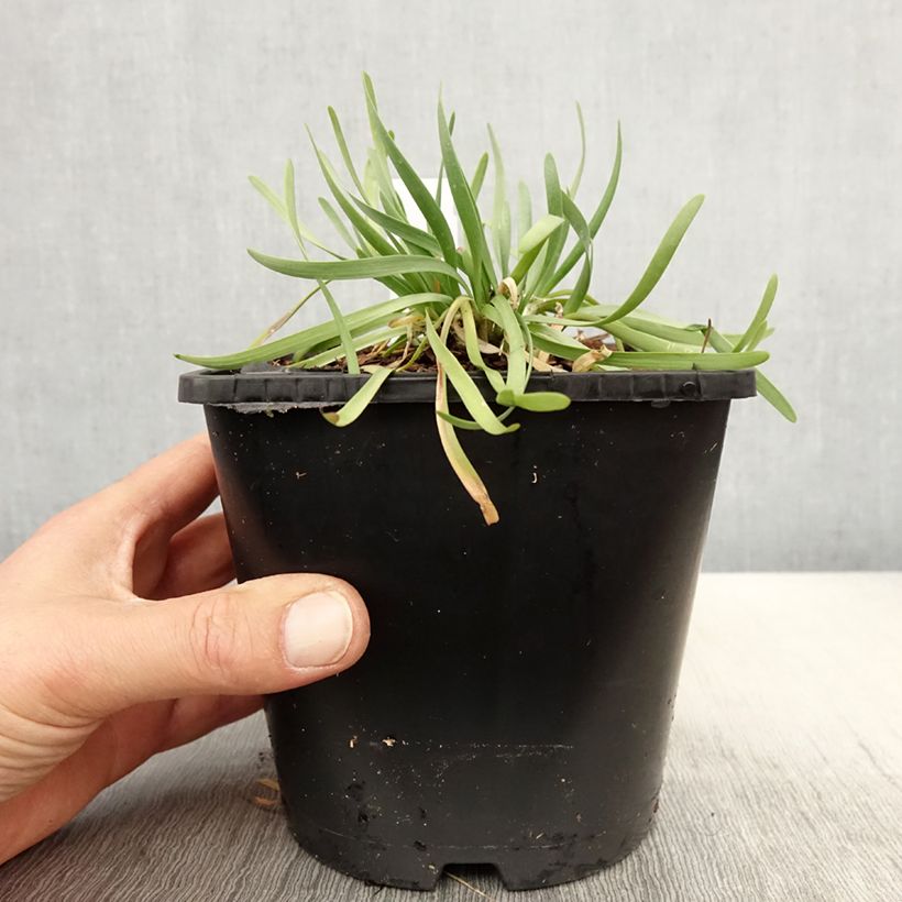 Example of Ail d'ornement - Allium senescens In Orbit Pot de 2L/3L as you get in printemps