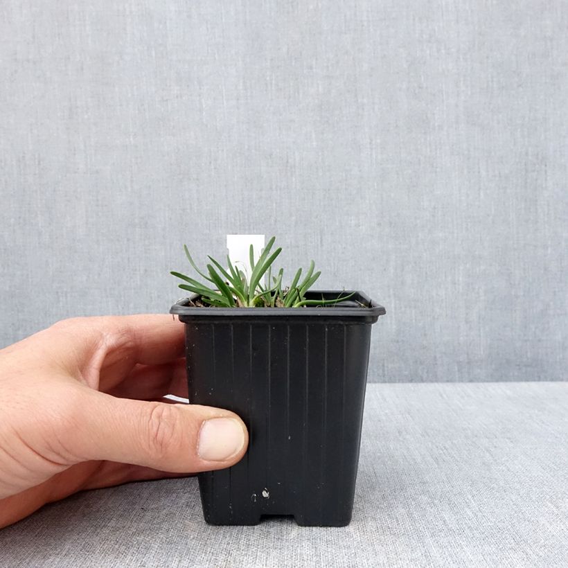 Spécimen de Ail d'ornement - Allium senescens Lisa Blue Godet de 8/9 cm calibre I tel que livré au printemps