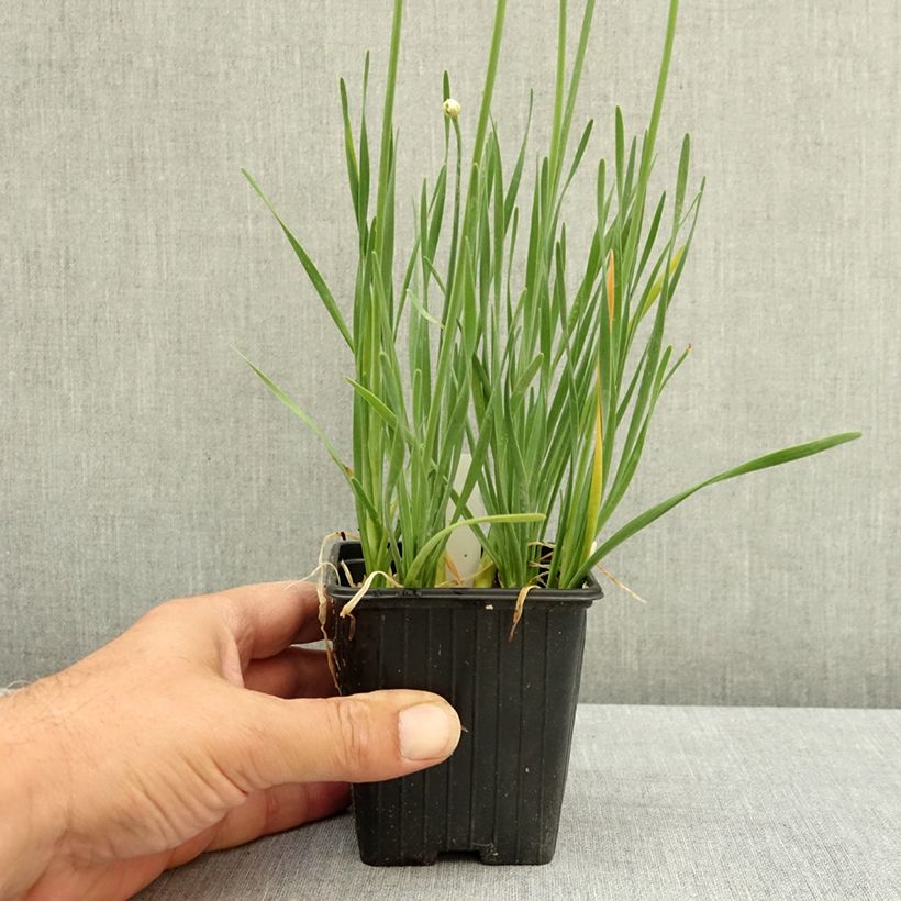Spécimen de Ail d'ornement - Allium senescens Lisa Blue Godet de 8/9 cm calibre I tel que livré en été