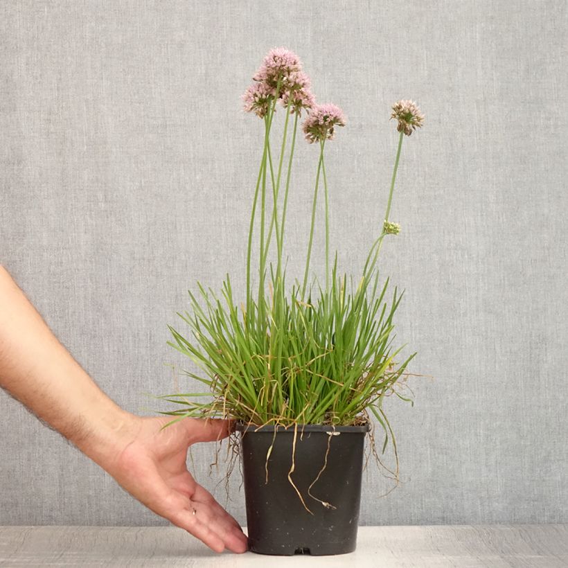 Spécimen de Ail d'ornement - Allium senescens Lisa Green Pot de 2L/3L tel que livré en été