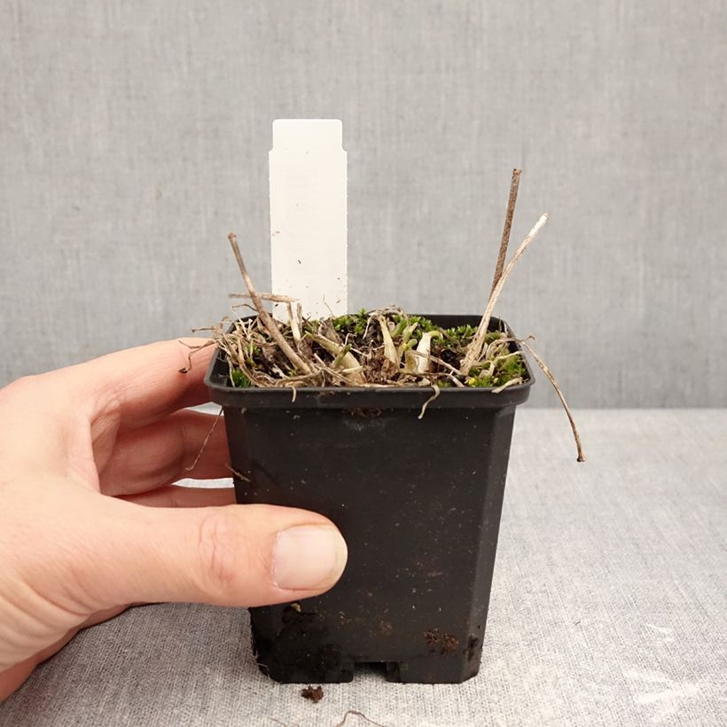 Spécimen de Ail d'ornement - Allium senescens subsp. montanum Godet de 8/9 cm calibre I tel que livré en hiver