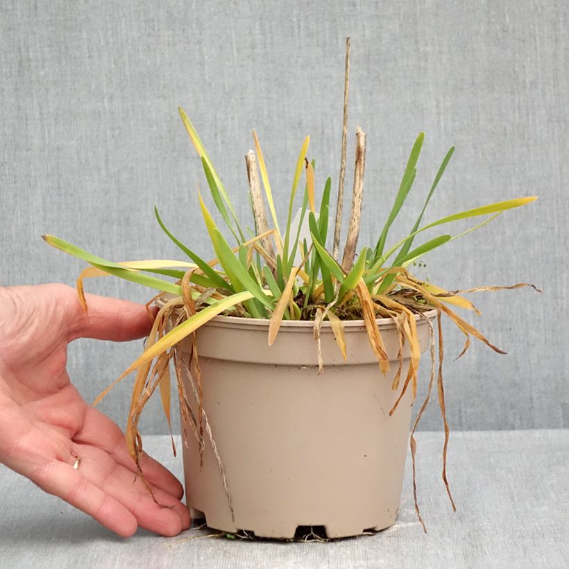 Spécimen de Ail d'ornement - Allium Serendipity Pot de 2L/3L tel que livré en automne