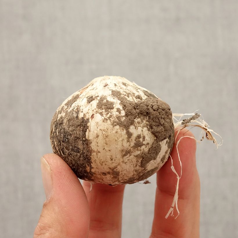 Example of Ail d'ornement - Allium Statos Bulbe calibre 14+ as you get in automne