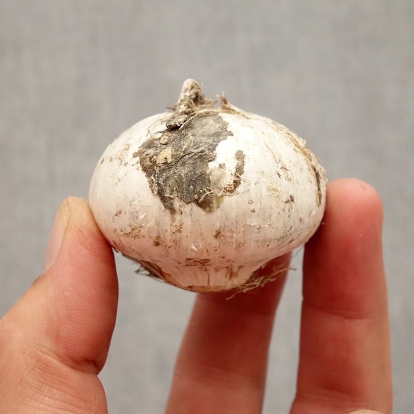 Example of Ail d'ornement - Allium stipitatum Album Bulbe calibre 16+ as you get in automne