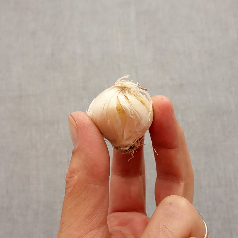 Example of Ail d'ornement - Allium stipitatum Violet Beauty Bulbe calibre 2.5/5 as you get in automne