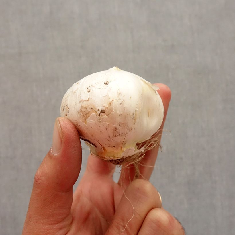 Spécimen de Ail d'ornement - Allium stipitatum White Giant Bulbe calibre 18+ tel que livré en automne