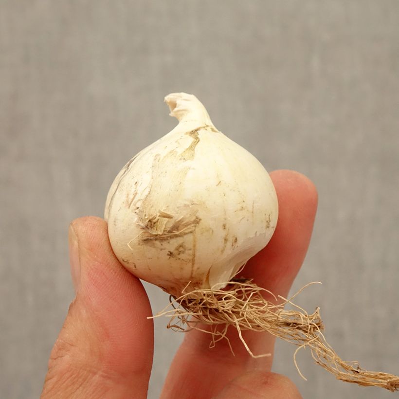 Spécimen de Ail d'ornement - Allium Summer Drummer Bulbe calibre 12+ tel que livré en automne