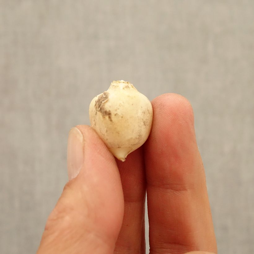 Example of Ail d'ornement - Allium triquetrum Bulbe calibre 5+ as you get in automne