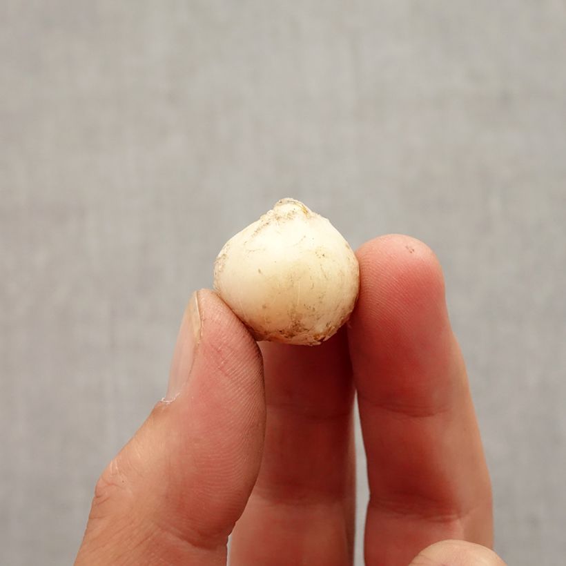 Example of Ail d'ornement - Allium unifolium Bulbe calibre 5+ as you get in automne