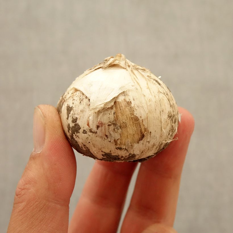 Example of Ail d'ornement - Allium Universe Bulbe calibre 20+ as you get in automne