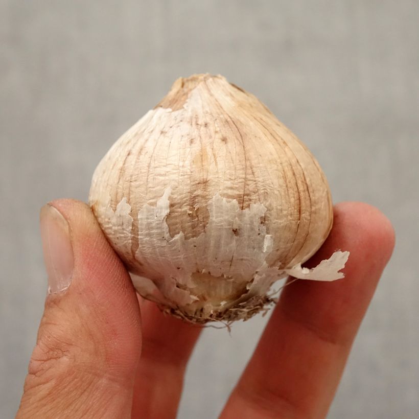 Example of Ail d'ornement Etoile de Perse - Allium christophii ou albopilosum Bulbe calibre 12+ as you get in automne