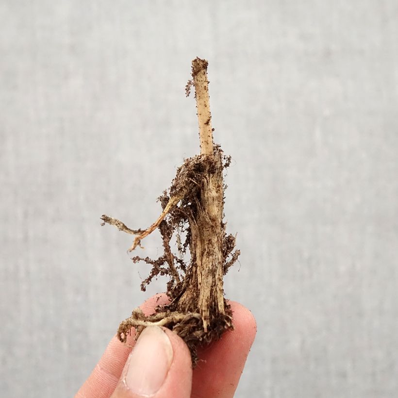 Spécimen de Ail odorant - Allium ramosum Bulbe calibre I tel que livré en automne