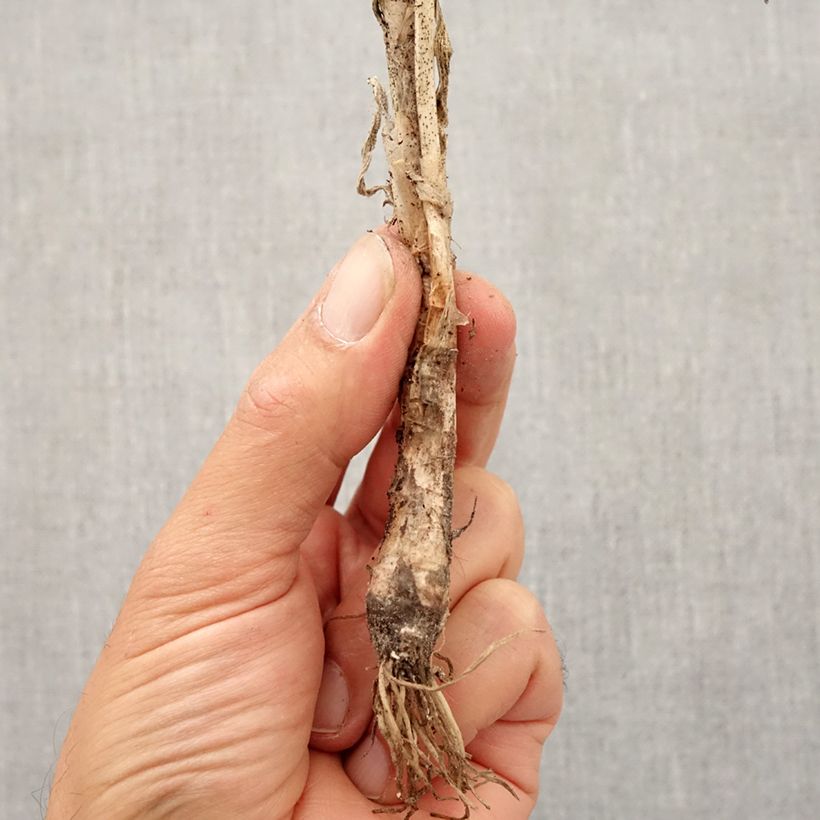 Example of Ail penché - Allium cernuum Bulbe calibre I as you get in automne