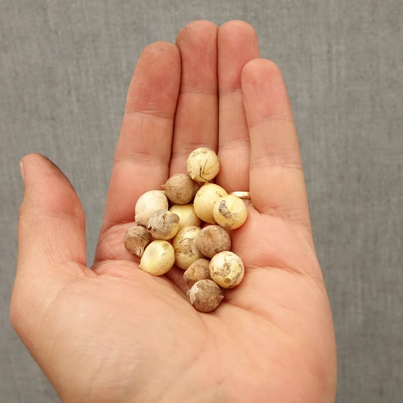 Example of Ails d'ornement nains en mélange - Allium Bulbe calibre 4+ as you get in automne