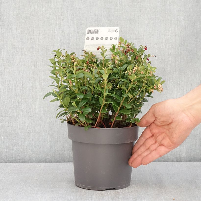 Spécimen de Airelle rouge Red Candy - Vaccinum vitis-idaea Pot de 1,5L/2L, Buisson tel que livré au printemps