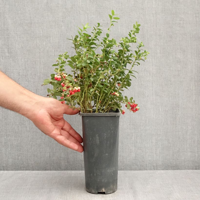 Spécimen de Airelle rouge Red Pearl - Vaccinium vitis-idaea Pot de 2L/3L tel que livré en été