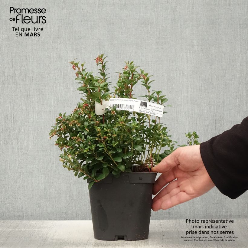 Example of Airelle rouge Red Pearl - Vaccinium vitis-idaea Pot de 2L/3L as you get in printemps