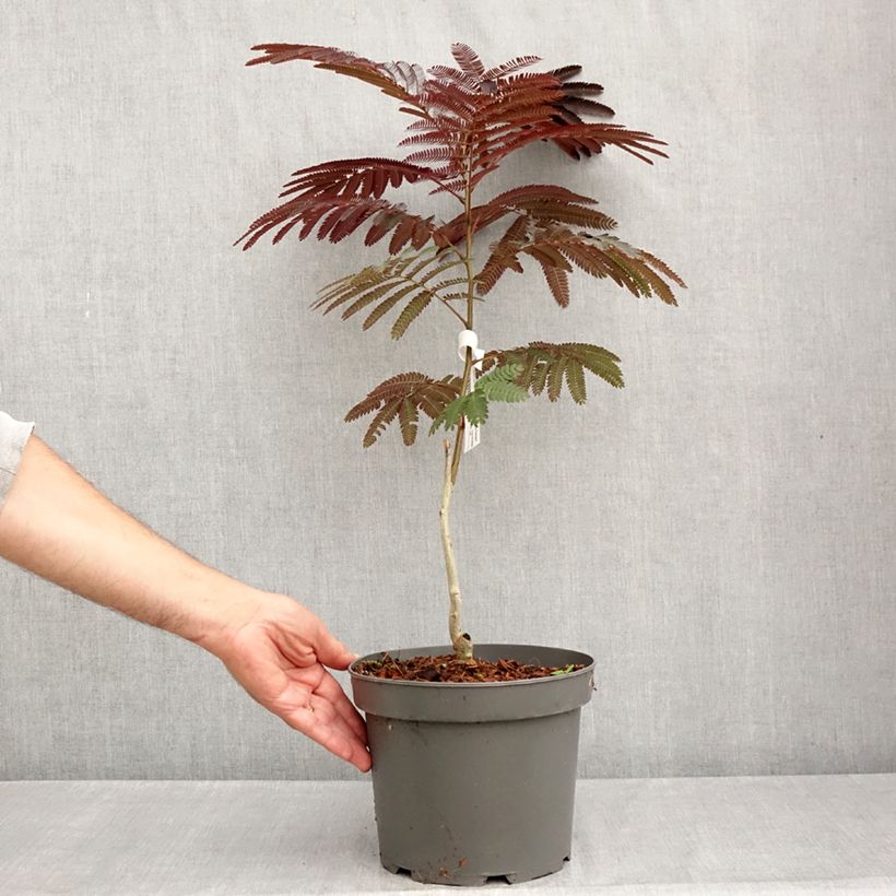 Spécimen de Albizia julibrissin Evey's Pride - Arbre de soie Pot de 4L/5L tel que livré en été