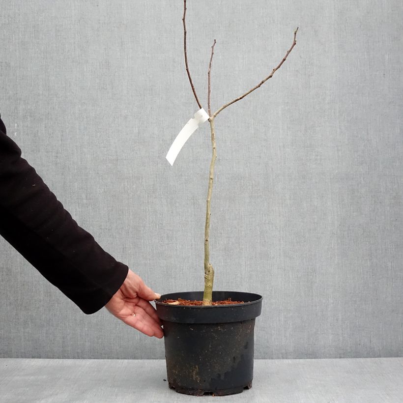 Spécimen de Albizia julibrissin Evey's Pride - Arbre de soie Pot de 4L/5L tel que livré au printemps