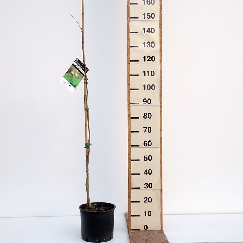 Spécimen de Albizia julibrissin Rosea - Arbre à soie rose Pot de 7,5L/10L tel que livré en hiver