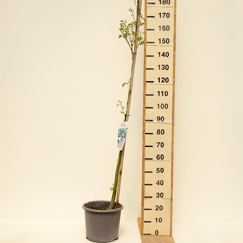 Example of Albizia julibrissin Rouge Selection - Arbre à soie Pot de 12L/15L, Baliveau as you get in printemps