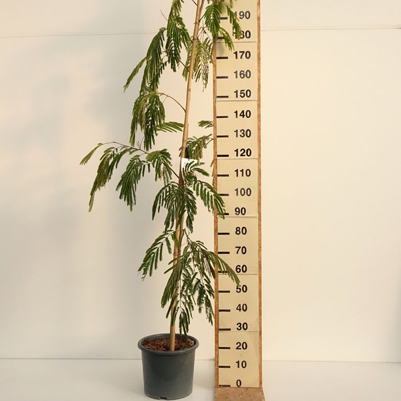 Spécimen de Albizia julibrissin Rouge Selection - Arbre à soie Pot de 12L/15L, Baliveau tel que livré en été