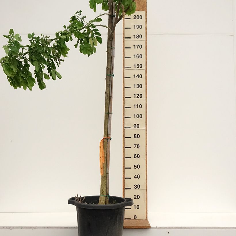 Spécimen de Albizia saman - Arbre à pluie Pot de 50L/55L, Tige, Tige 10/12 tel que livré en automne