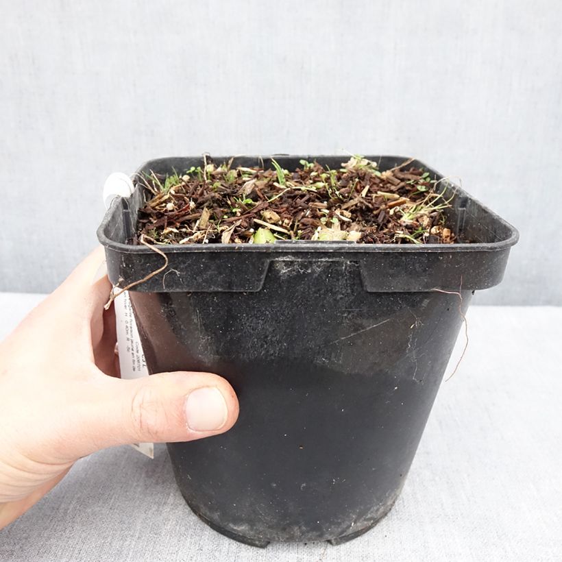 Spécimen de Albuca shawii Pot de 3L/4L tel que livré au printemps