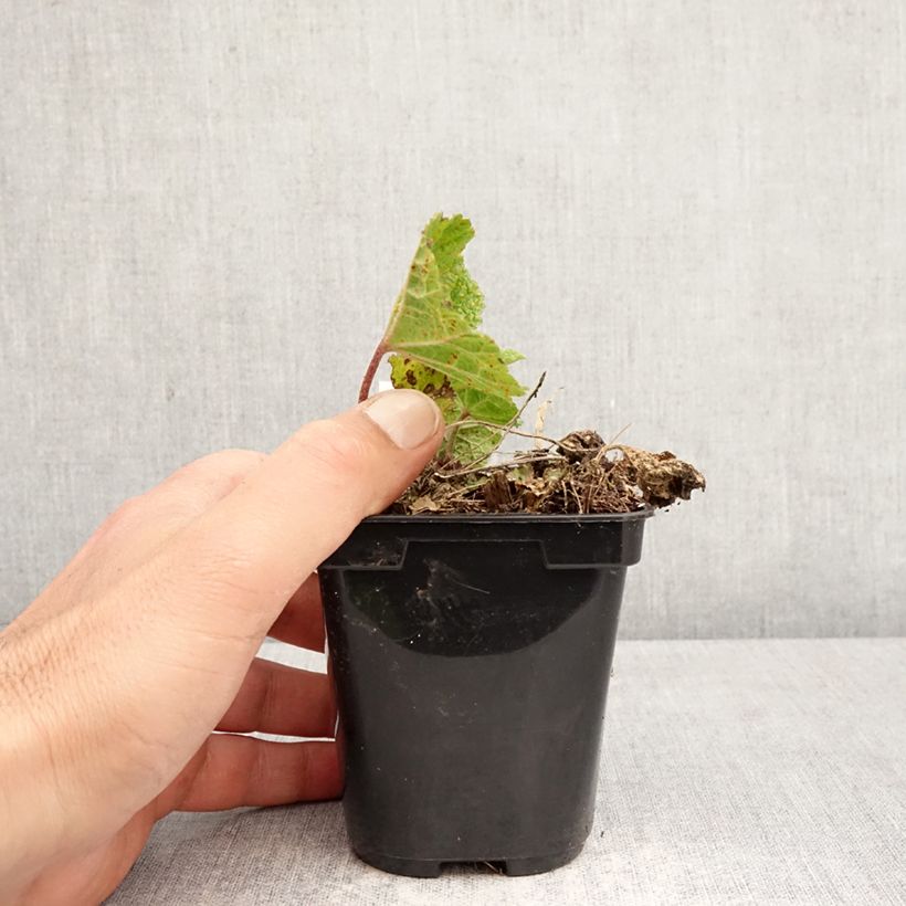 Spécimen de Alcea ficifolia Las Vegas - Rose trémière Godet de 8/9 cm tel que livré au printemps