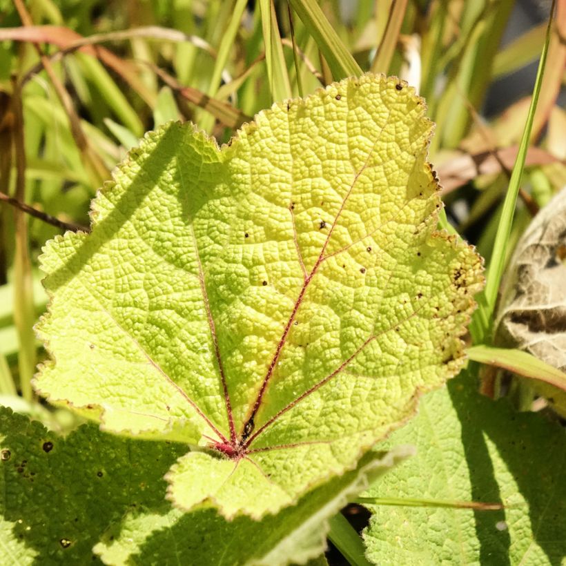Alcea ficifolia - Rose trémière à feuilles de figuier (Feuillage)