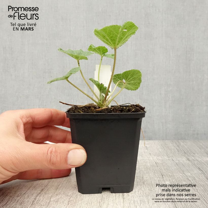 Spécimen de Alcea ficifolia - Rose trémière à feuilles de figuier Godet de 8/9 cm tel que livré au printemps