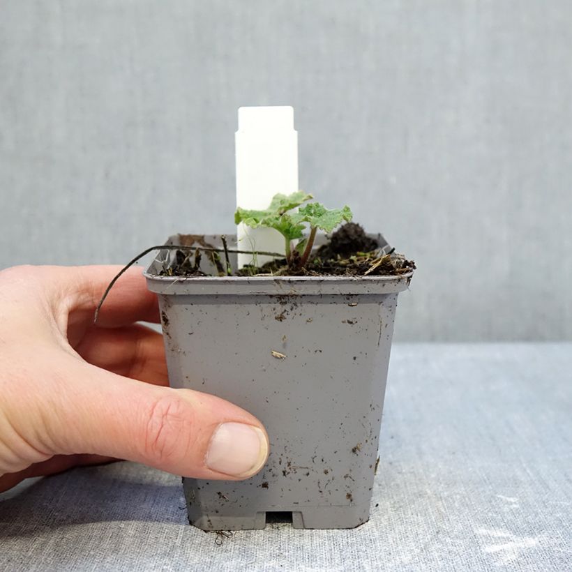 Spécimen de Alcea rosea Simplex - Rose Trémière en mélange Godet de 7/8 cm tel que livré en hiver