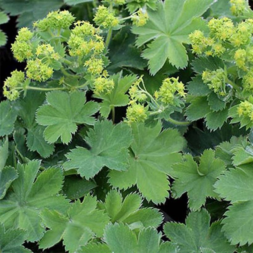 Alchemilla sericata Gold Strike - Alchemille (Flowering)