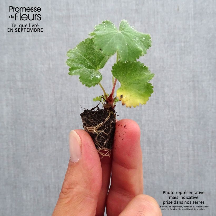 Example of Alchémille commune - Alchemilla mollis Mini-motte Ø 1,5/2,5 cm as you get in automne