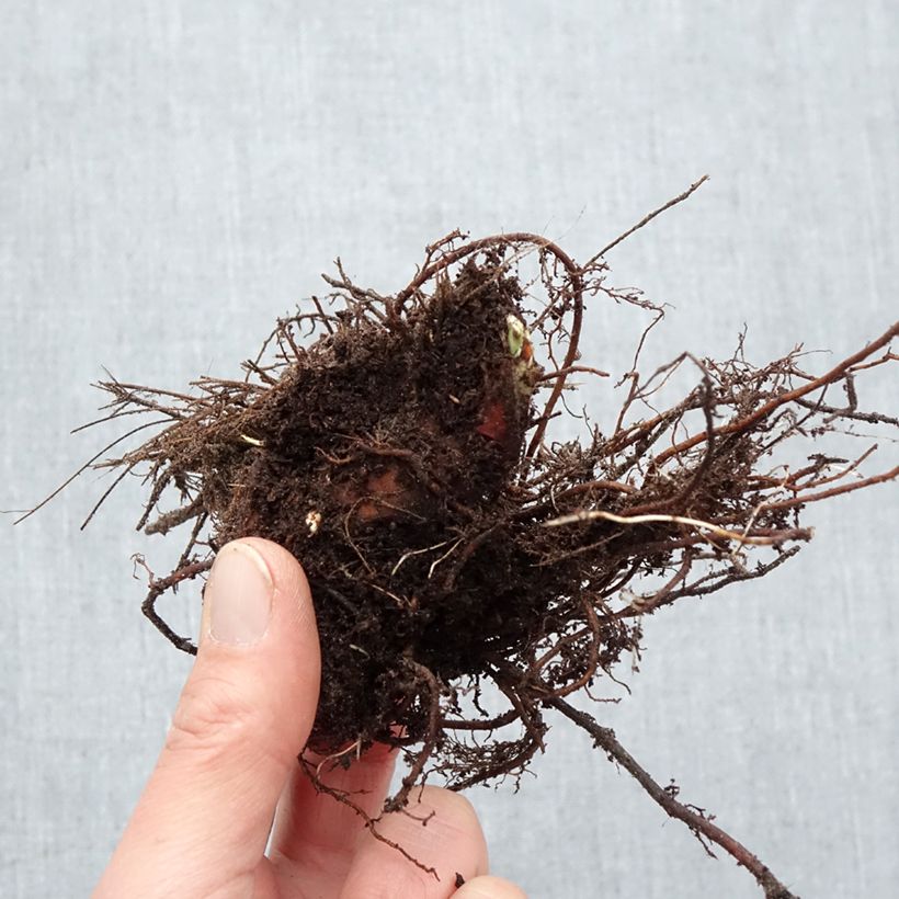 Spécimen de Alchemille Thriller - Alchemilla mollis Racines nues tel que livré en hiver
