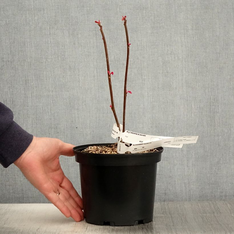 Spécimen de Alchornea davidii Pot de 3L/4L tel que livré au printemps